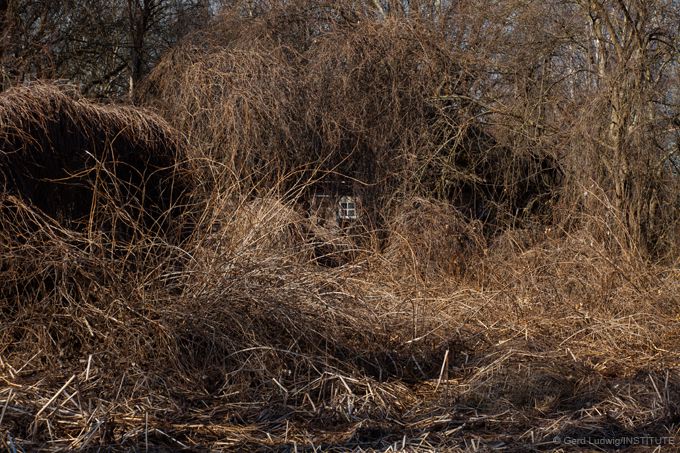 Vines encroaching on a farmhouse in the Exclusion Zone